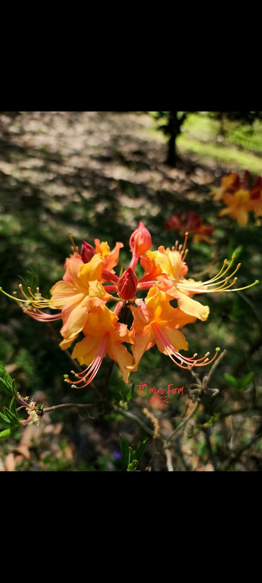 farm_tc's tweet photo. My Orange colored Native Azaleas
#Azalea #nativeazalea #orangeazalea
#Rhododendron https://t.co/nFyTQj9Snz