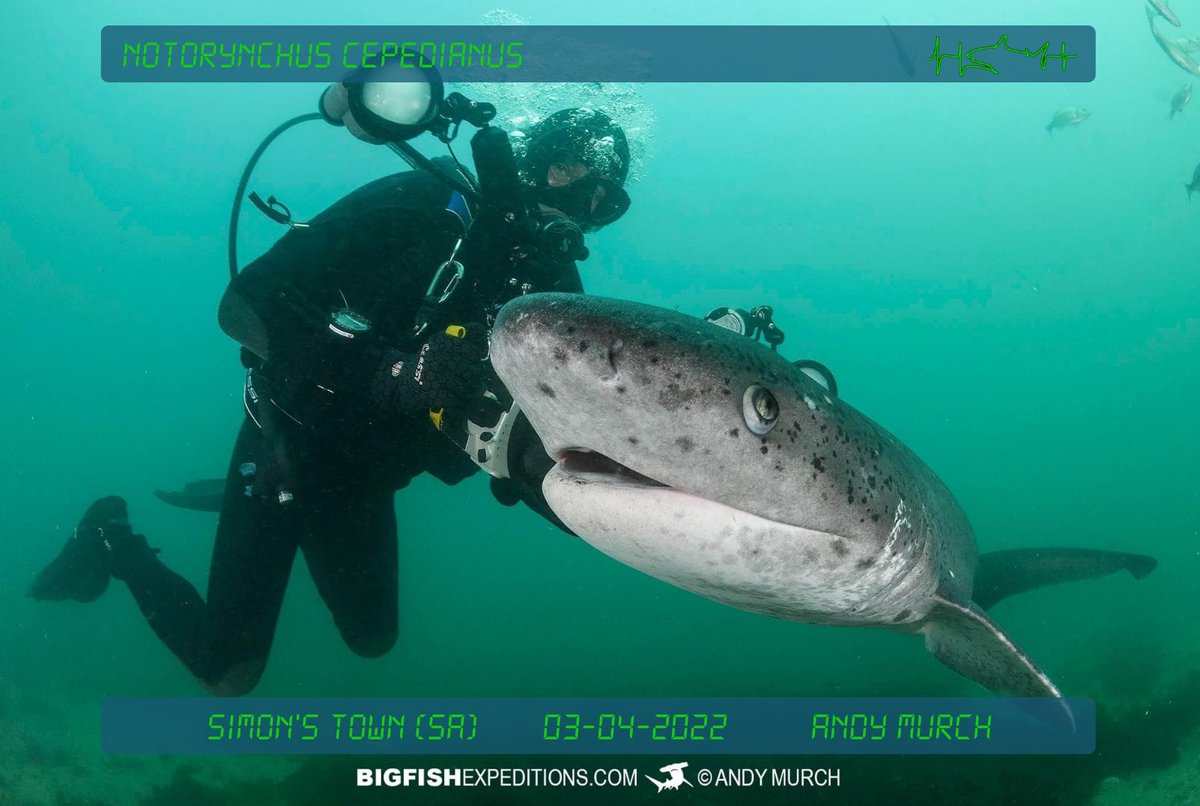 #sharkPulse Five broadnose sevengill sharks (Notorynchus cepedianus) were seen while diving near Simon's Town, South Africa on April 3, 2022 🦈Photo by Andy Murch. 

Help us track #shark populations by submitting #photos of your shark sightings to our #database! Link in our bio📊