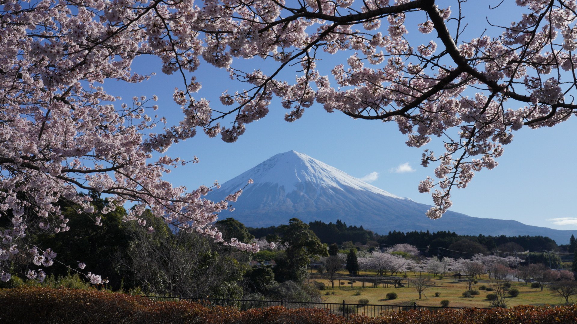 富士山星景撮影隊ハジメ隊長 22 04 05 大石寺 今日は晴天で最高ですヽ ﾟwﾟ ﾉ 後で仕上げますがとりあえず 桜はまだまだ大丈夫 富士山 大石寺 桜 Mt Fuji Mtfuji r Fe24 105mm T Co Cuuppigfnk Twitter