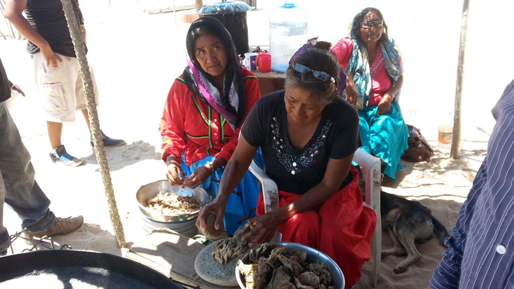 CCV433Papagos's tweet photo. La alimentación de este grupo consistía principalmente en animales, insectos y plantas. A diferencia de otras tribus, los Pápagos comieron una gran cantidad de plantas, como es el caso de patata de cerdo, mezquite de miel, entre otros. https://t.co/2eR5S4lJb6