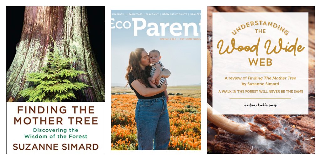 A WALK IN THE FOREST WILL NEVER BE THE SAME 
A Book Review by Andrea Koehle Jones: 
ecoparent.ca/eco-wellness/t…

#FindingTheMotherTree @DrSuzanneSimard #OldGrowthForests #WoodWideWeb #trees #IPCCReport #outdoorlearning #MotherTree  #climatechange #forests #trees #BookReviews @ubcnews