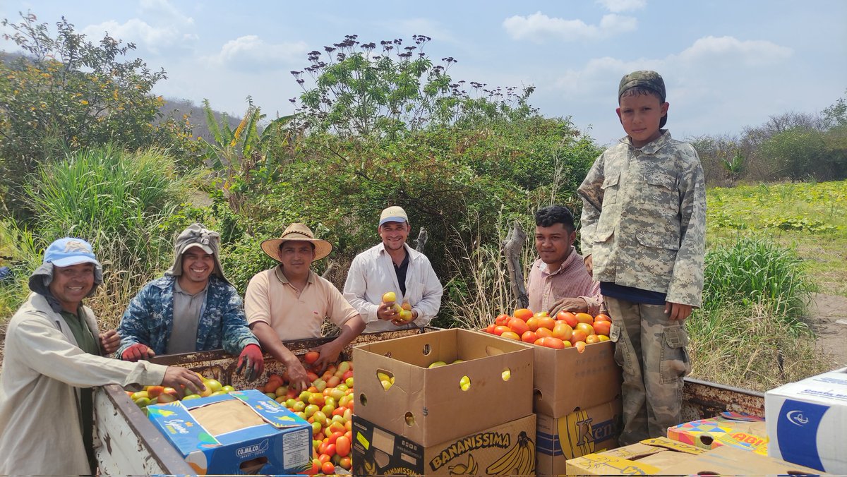 SvJcfHonduras's tweet photo. Las y los productores de #SembrandoVidaHonduras continúan mejorando sus cosechas, gracias al acompañamiento técnico que han venido recibiendo por parte de los extensionistas del proyecto.
@EmbaMexHonduras @ConsulMexSpa @AMEXCID @EguisMonica @PedroEduard7 https://t.co/pBpkjhXBOF