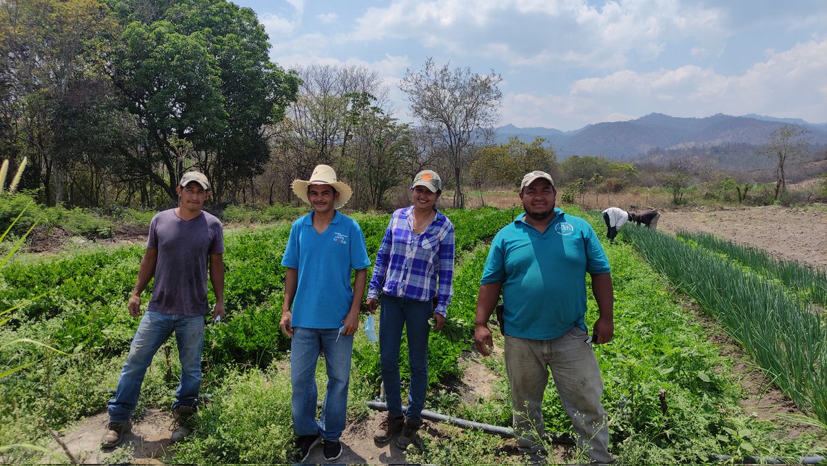 SvJcfHonduras's tweet photo. Las y los productores de #SembrandoVidaHonduras continúan mejorando sus cosechas, gracias al acompañamiento técnico que han venido recibiendo por parte de los extensionistas del proyecto.
@EmbaMexHonduras @ConsulMexSpa @AMEXCID @EguisMonica @PedroEduard7 https://t.co/pBpkjhXBOF