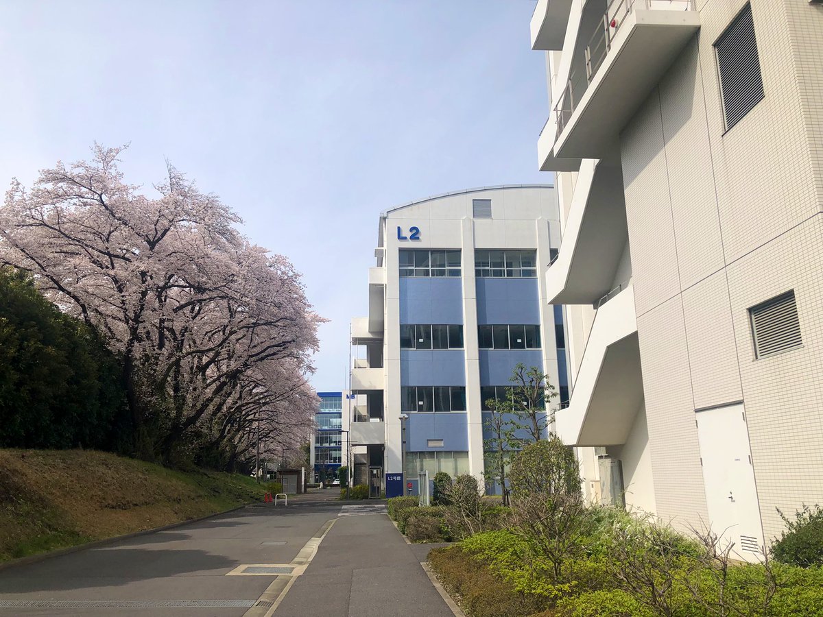 kitasatorigakud's tweet photo. 北里大学新入生の皆さん
ご入学おめでとうございます🎊
皆さんの入学を待ちわびていたかのように相模原キャンパスは桜が満開🌸
理学部同窓会(卒業生団体)は皆さんが卒業するまでサポートいたします😊
これからの学生生活で多くを学び、輝かしい未来の礎となる事を心よりお祈り申し上げます
#春から北里 https://t.co/y00XJ7Mhfl