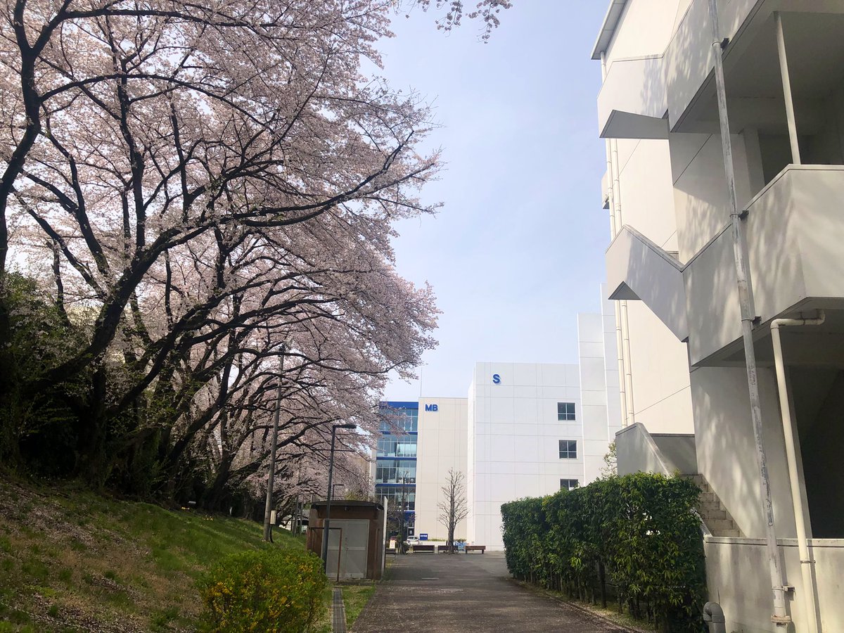 kitasatorigakud's tweet photo. 北里大学新入生の皆さん
ご入学おめでとうございます🎊
皆さんの入学を待ちわびていたかのように相模原キャンパスは桜が満開🌸
理学部同窓会(卒業生団体)は皆さんが卒業するまでサポートいたします😊
これからの学生生活で多くを学び、輝かしい未来の礎となる事を心よりお祈り申し上げます
#春から北里 https://t.co/y00XJ7Mhfl
