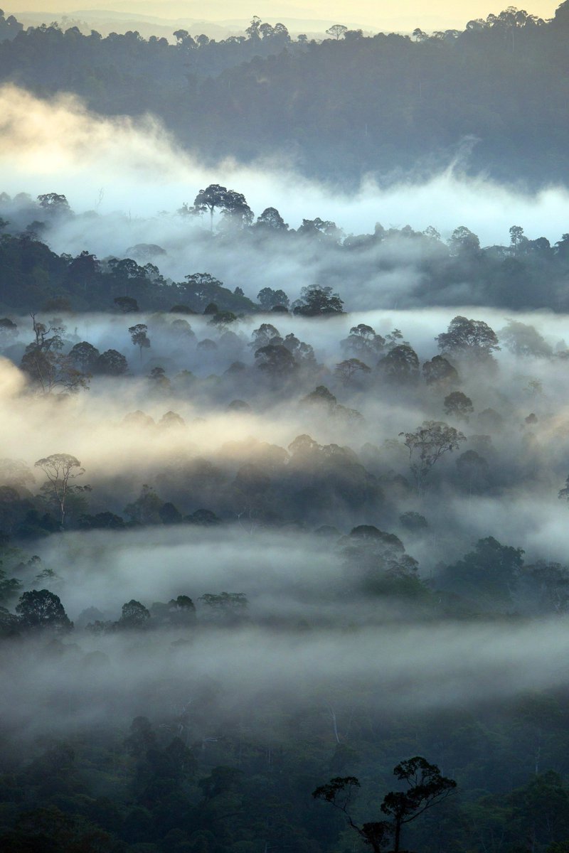 OceanicSociety's tweet photo. Sitting on the equator in Southeast Asia, Borneo is the third largest island in the world. Its forests are home to many rare and endangered species, such as the Borneo pygmy elephant, clouded leopard, and orangutan.

📸 © Charles Ryan 
✈ https://t.co/19AN5My0Pq https://t.co/U96pbr5SsT