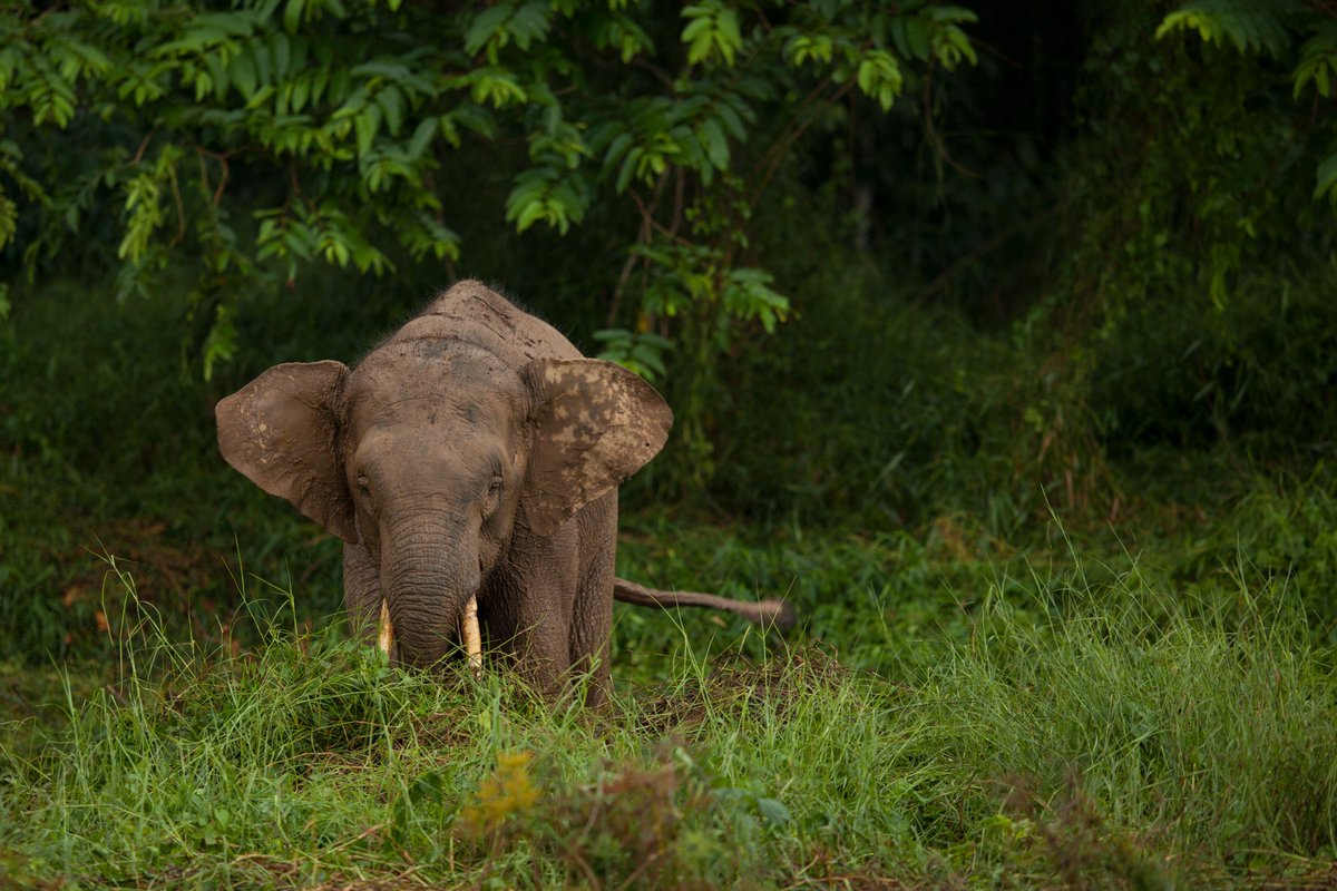 OceanicSociety's tweet photo. Sitting on the equator in Southeast Asia, Borneo is the third largest island in the world. Its forests are home to many rare and endangered species, such as the Borneo pygmy elephant, clouded leopard, and orangutan.

📸 © Charles Ryan 
✈ https://t.co/19AN5My0Pq https://t.co/U96pbr5SsT