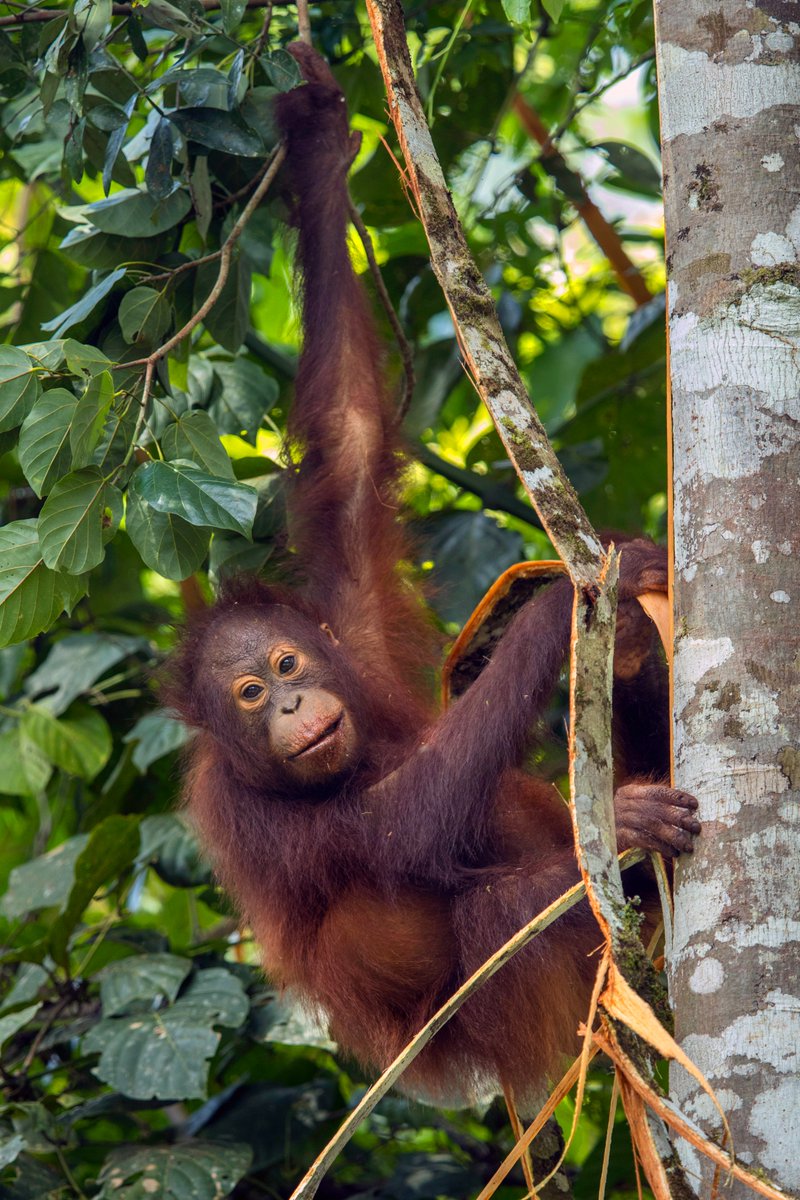 OceanicSociety's tweet photo. Sitting on the equator in Southeast Asia, Borneo is the third largest island in the world. Its forests are home to many rare and endangered species, such as the Borneo pygmy elephant, clouded leopard, and orangutan.

📸 © Charles Ryan 
✈ https://t.co/19AN5My0Pq https://t.co/U96pbr5SsT