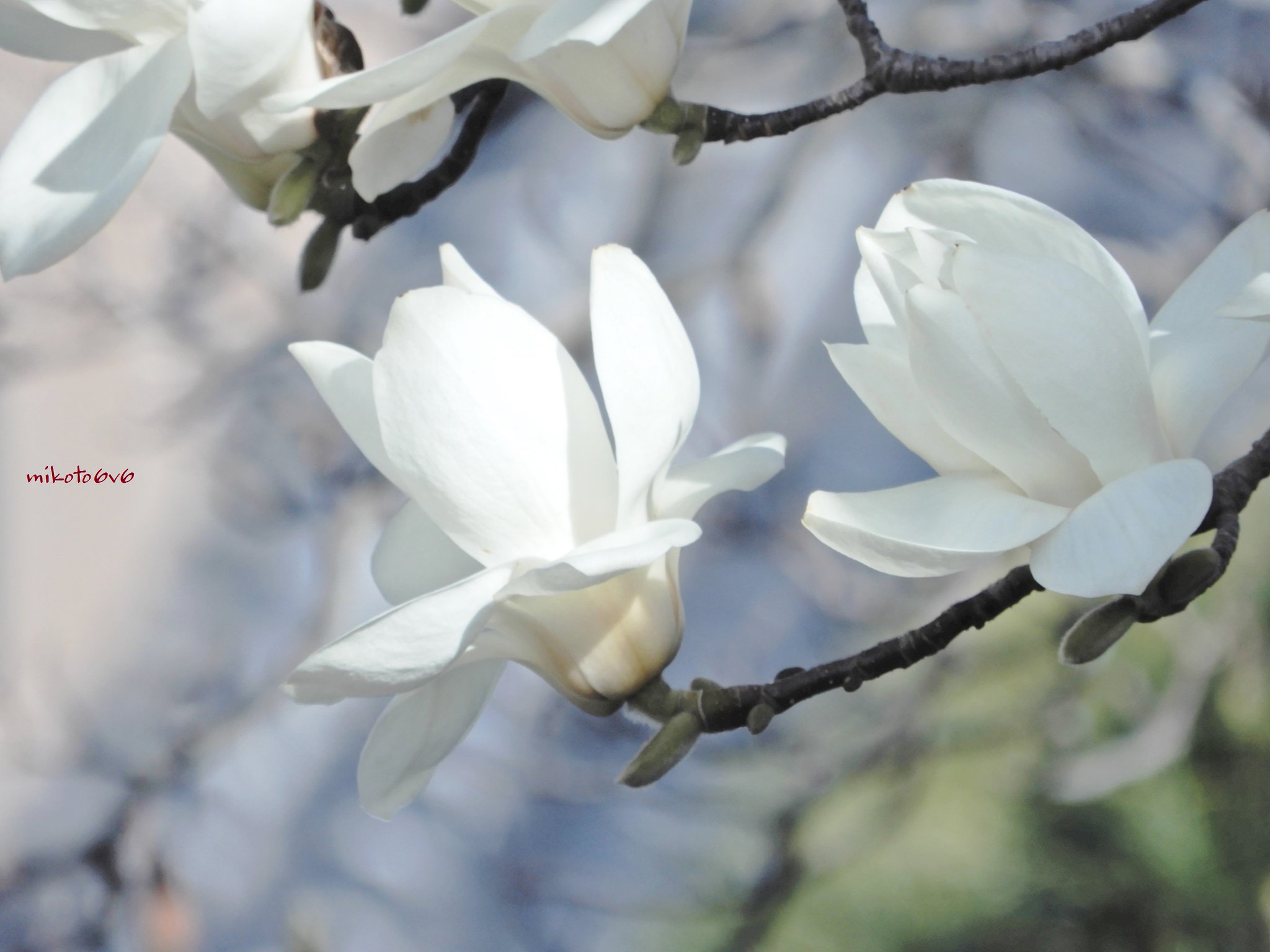 Mikoto つい先日まで蕾だった木蓮が 一斉に花を咲かせていた 青空を白く覆うように 花言葉 気高さ 高潔な心 自然な愛情 白木蓮 ハクモクレン 花写真 ふぉと 写真で伝えたい私の世界 キリトリセカイ Whitemagnolia Flowerphotography