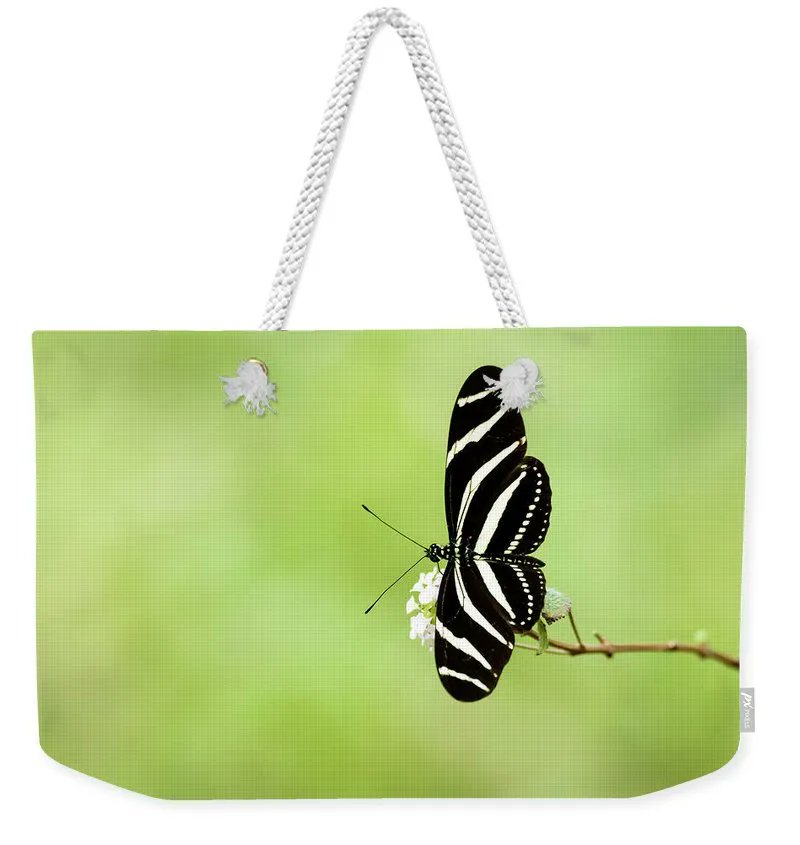 DebraMartz's tweet photo. "Zebra Longwing Butterfly"  by Debra Martz https://t.co/At5NjHoBrM

#Weekender #totebagswithart #ZebraLongwing #butterfly 
#nature #beauty #blackandwhite 

#SpringForArt #ThisSpringBuyArt #giftformom #giftforher  #GiftThemArt https://t.co/NxQZ2bkETT
