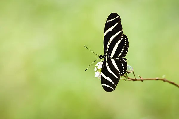 DebraMartz's tweet photo. "Zebra Longwing Butterfly"  by Debra Martz https://t.co/At5NjHoBrM

#Weekender #totebagswithart #ZebraLongwing #butterfly 
#nature #beauty #blackandwhite 

#SpringForArt #ThisSpringBuyArt #giftformom #giftforher  #GiftThemArt https://t.co/NxQZ2bkETT