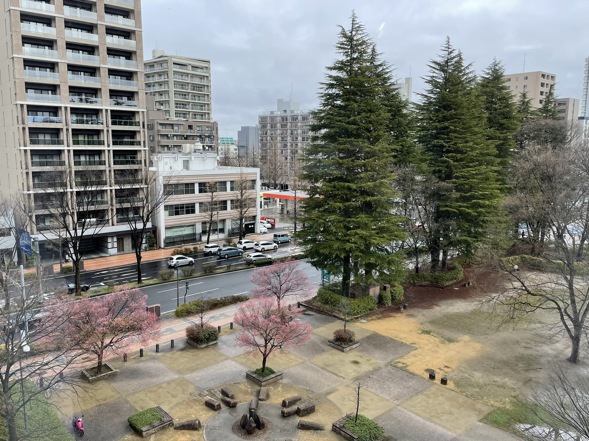 تويتر 上田悠華子 Nhkキャスター على تويتر おはようございます 錦町公園の桜も少しずつ色づいてきました さぁ宮城の開花発表はいつになるでしょうか 待ち遠しいです T Co 8dtayjtkp3