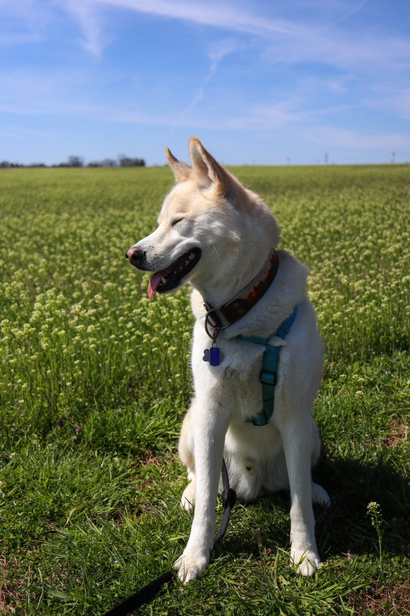 spring dog #dogtwitter #dogsoftwitter