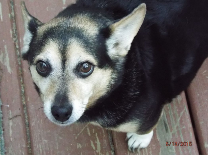 sarahrowley82's tweet photo. Join My four-legged friend and I are the newest members of the #FurBuddies Community! 🐶 🐱They'll sample free pet products while I share my reviews. So excited! 😻 Join me to connect with other pet parents, sample #FreePetProducts, and more. #ad https://t.co/hfUxt8LaNd https://t.co/a5klJOhwW0