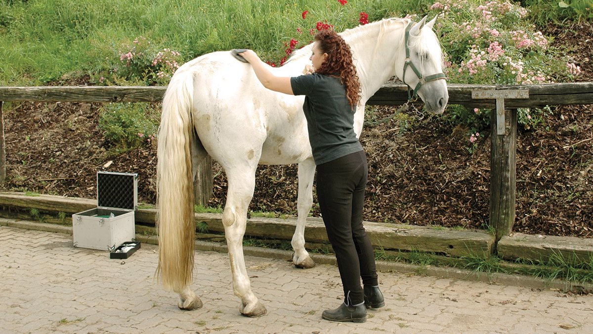 HI_mag's tweet photo. Does your horse hate grooming time? 😠
We've complied insight from the experts to help your horse overcome his distaste for pampering. Find tips here➡️ https://t.co/TyU9J9BReq
#horsebehavior #horsegrooming #equinebehavior https://t.co/XA7XHGlGmC