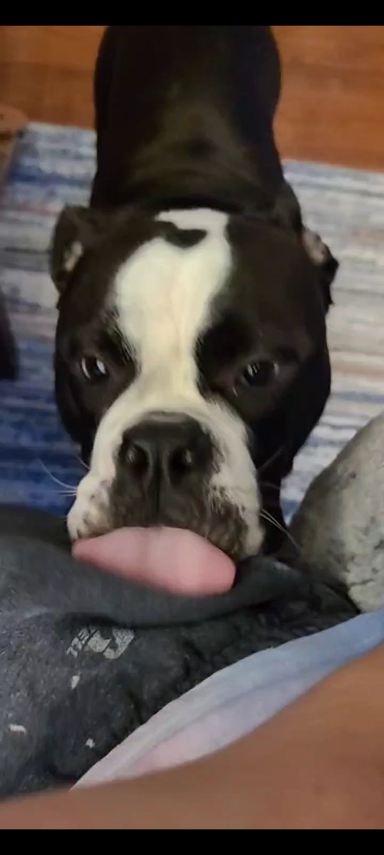 z_fergu's tweet photo. Meanwhile this one feels guilty for just licking my pants... https://t.co/XU0s67ByPi