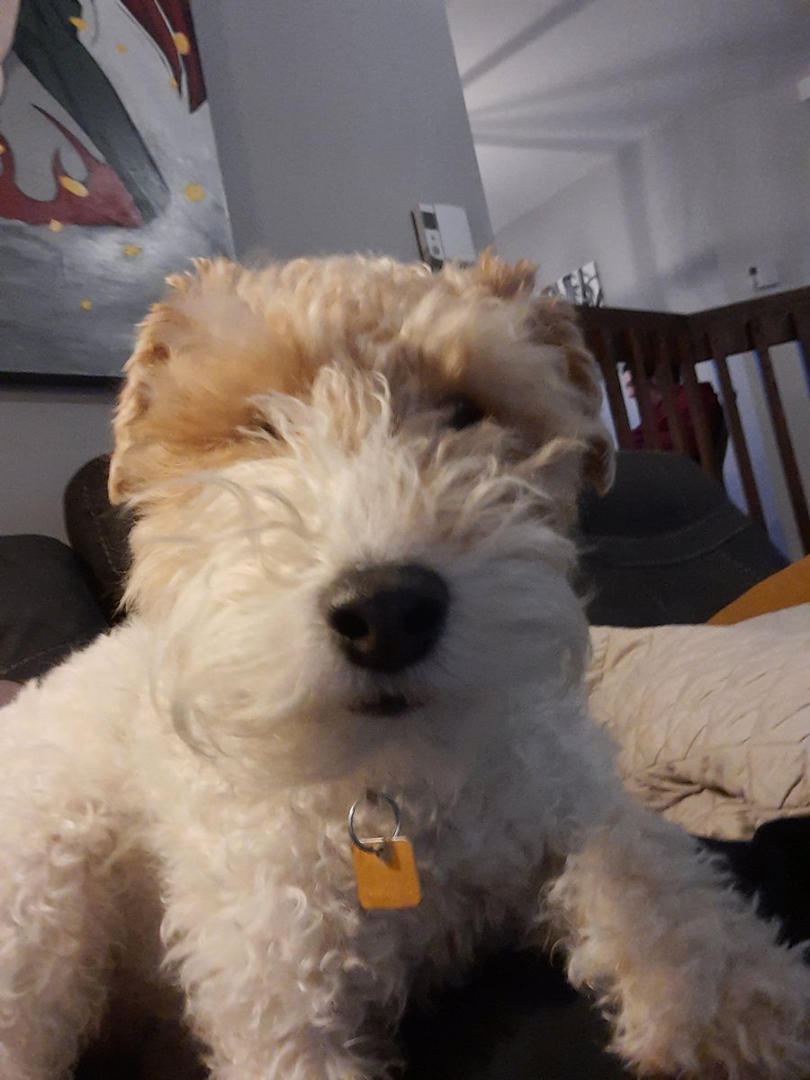 SWirefox's tweet image. Pals big news, apparently I won't be the only daddy 's little girl in August ! 🤰🏻