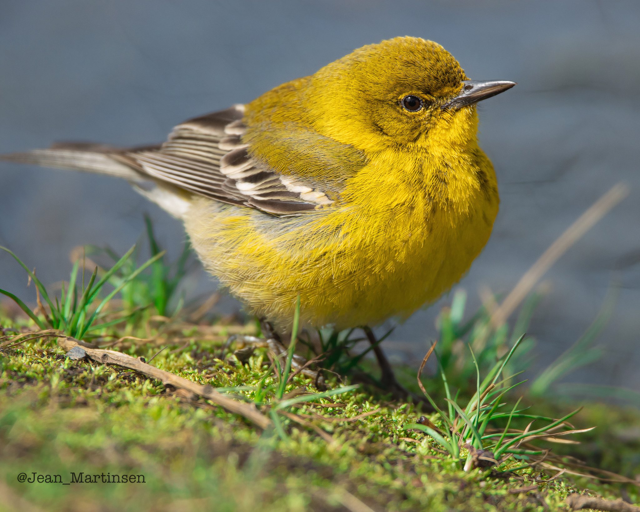 Manhattan Bird Alert Twitter - 740ajce