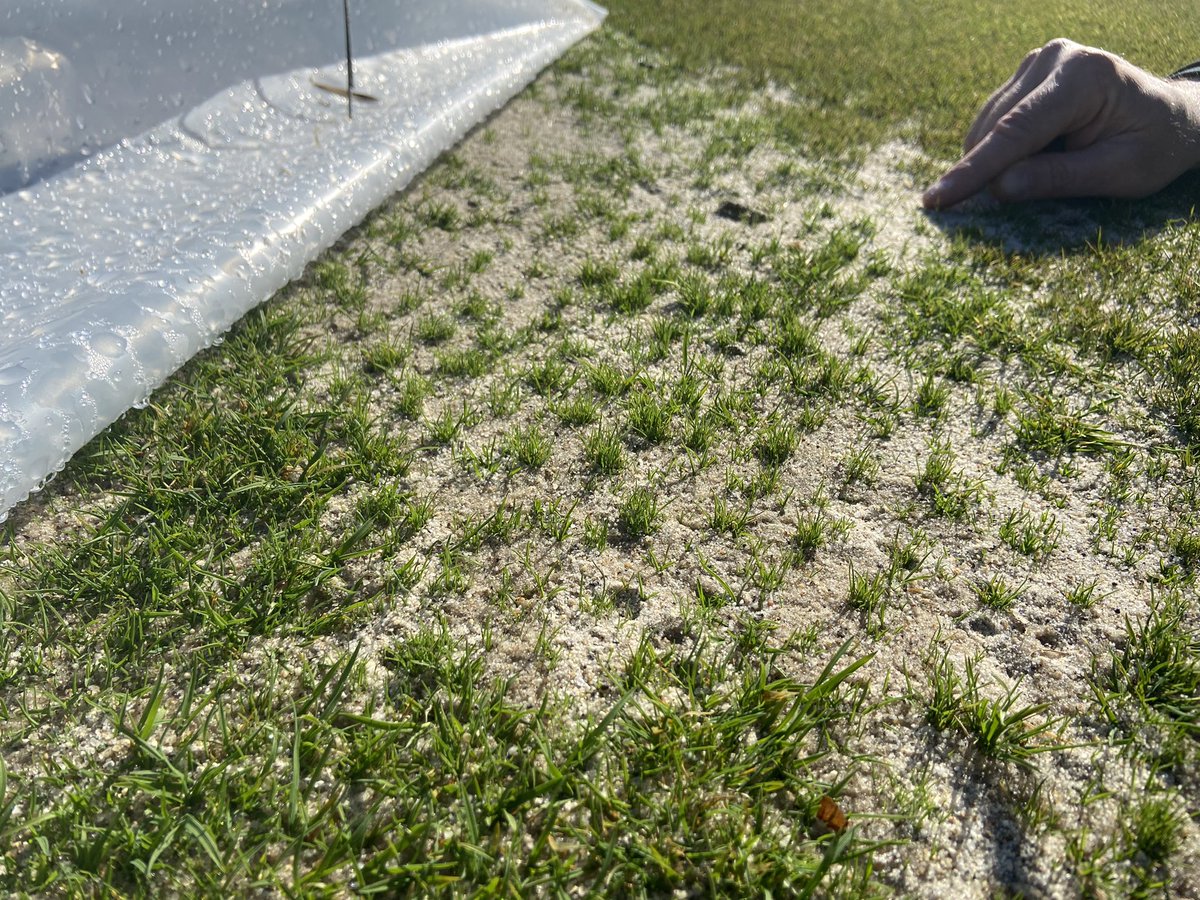 supercncc's tweet image. Checked a few areas covered with the plastic today. Big difference 1 week made w germination and growth. I’ll keep the covers on for a few more days until mowing more frequently
