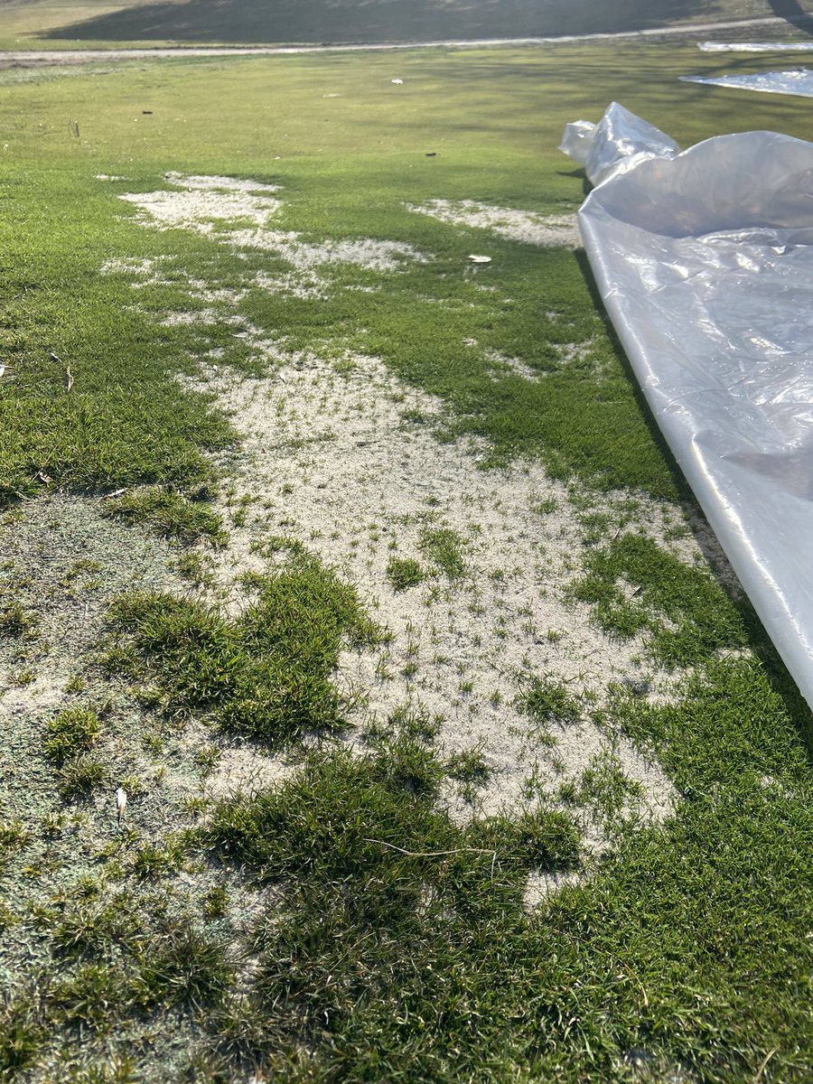supercncc's tweet image. Checked a few areas covered with the plastic today. Big difference 1 week made w germination and growth. I’ll keep the covers on for a few more days until mowing more frequently