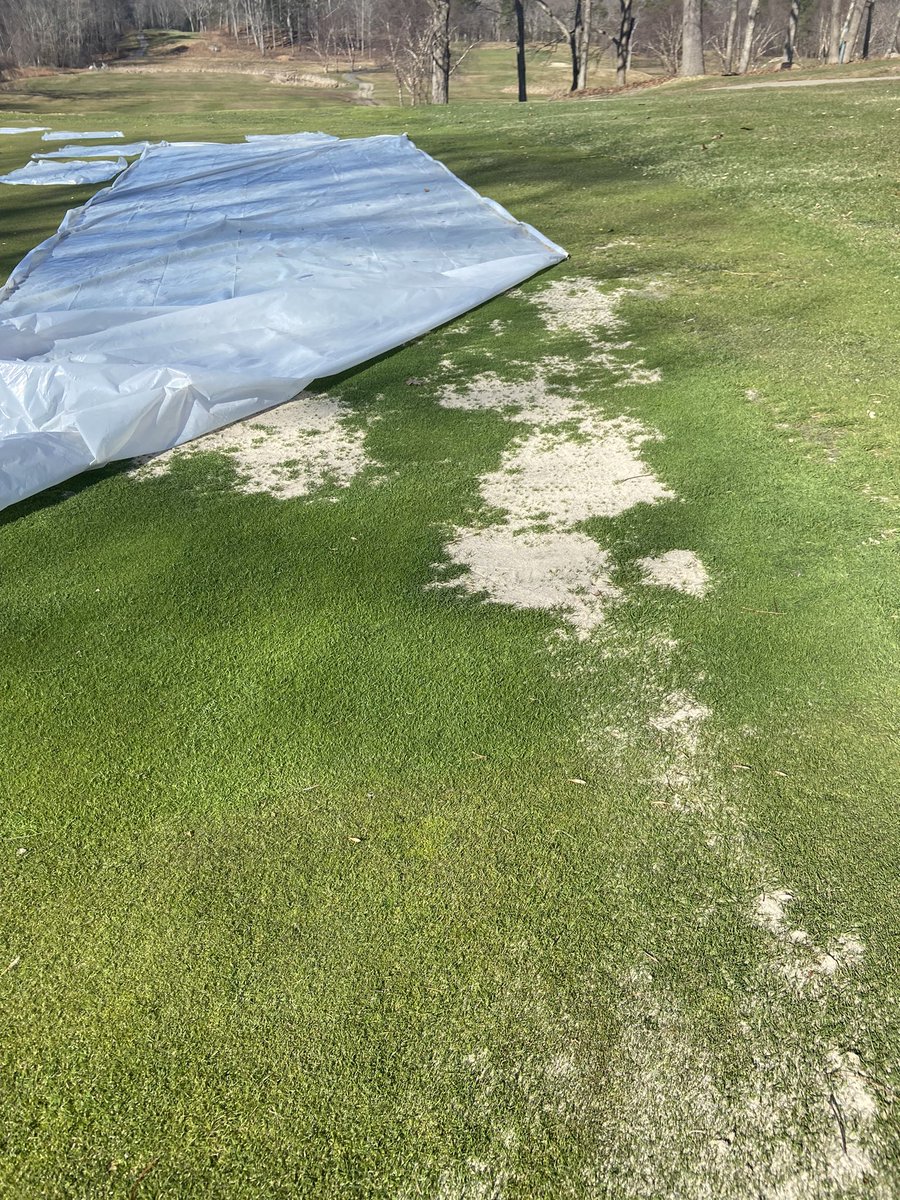 supercncc's tweet image. Checked a few areas covered with the plastic today. Big difference 1 week made w germination and growth. I’ll keep the covers on for a few more days until mowing more frequently