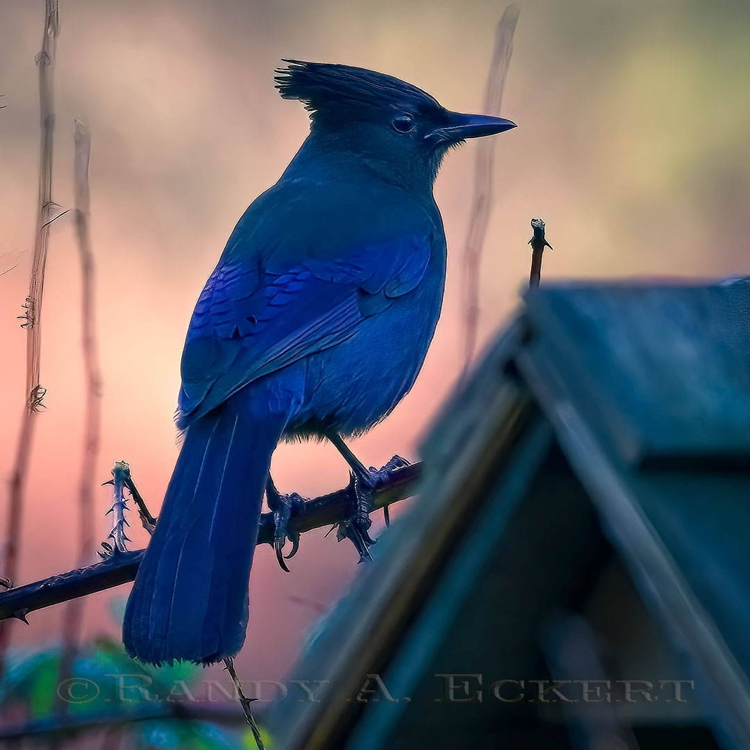 randyaeckert's tweet photo. Steller's jay is a bird native to western North America.
#stellerjay #yyj #goldstream #bluejays #canada #jays #birds #bluejaysnation #bluejay #dodgers #letsgobluejays #redsox #bluejaysofinstagram #bird #birdsofinstagram #nature https://t.co/w6eRiwzxnL