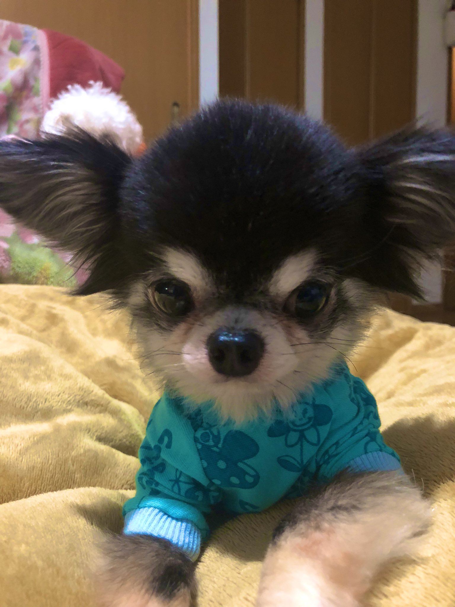 犬パンチ Twitter Search Twitter