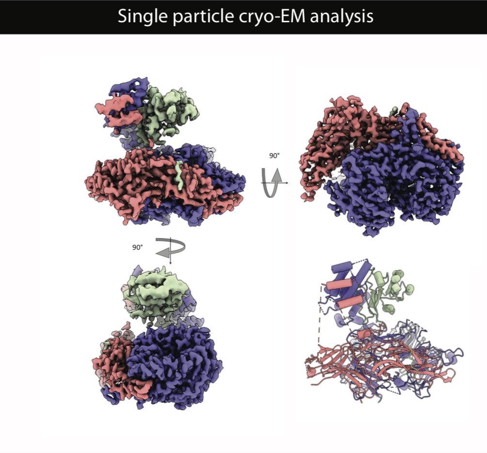 FeathersRyan's tweet photo. For all the students disappointed with their @NSF #GRFP results. Don't worry, reviewers can be very wrong. Come check out my poster at #ExpBio to see for your self! https://t.co/yO9bs4pvdr