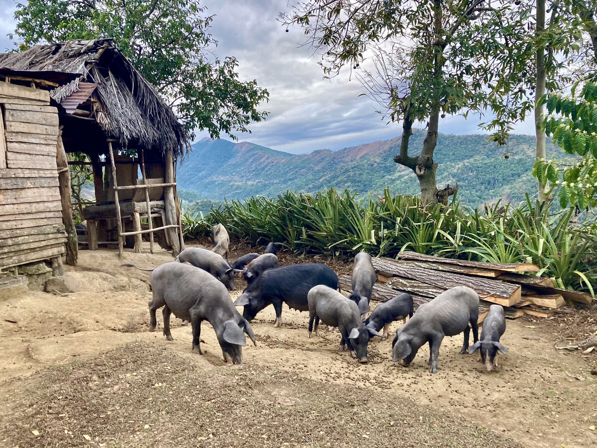 AnleyRosales's tweet photo. Visita a la Comandancia de la Plata desde Bayamo, con paradas para fotos, visitas a plantaciones de café, casas de campesinos. Almuerzo tradicional y mucho más.
.
.
.

#comandanciadelaplatatour #comandanciageneraldelaplata #sierramaestracuba #naturaleza #cuba #bayamotravelagent https://t.co/To4BfKJrgP