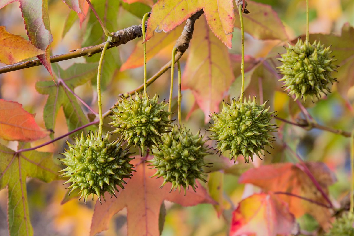 Do you recognize this plant?

This tree's unripe fruits (along with its bark) have an affinity for:

🍂Easing arthritic pain
🍂Soothing coughs &amp; congestion
🍂Soothing sore throats
🍂And so much more!

Let us know who you think this plant friend is...