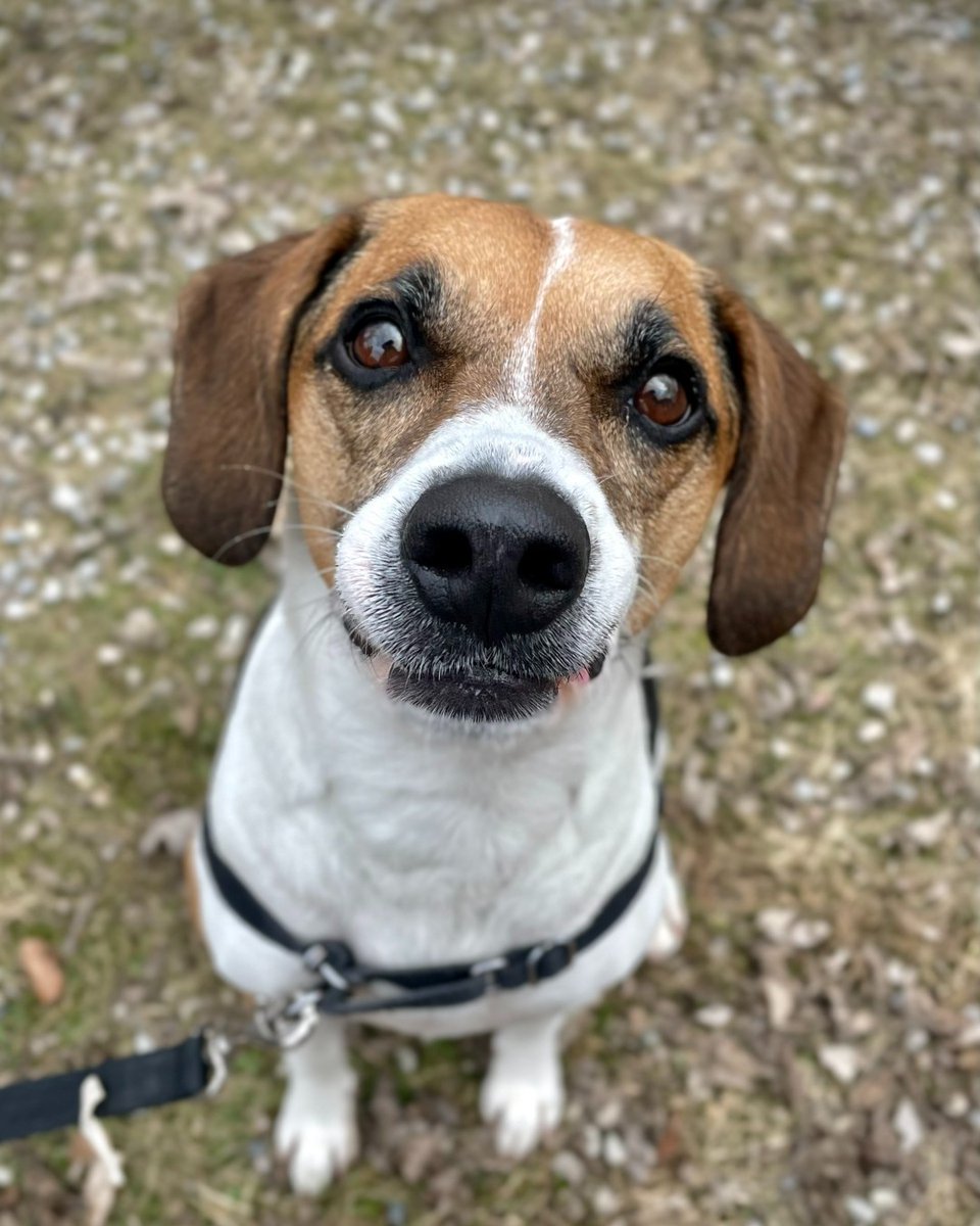Are you looking for a good boy? Of course you are! Carter is searching for his furrever home and you can help! Please help us and share this post. Better yet, fill out an adoption survey on our website! 

kwsphumane.ca/adopt/process