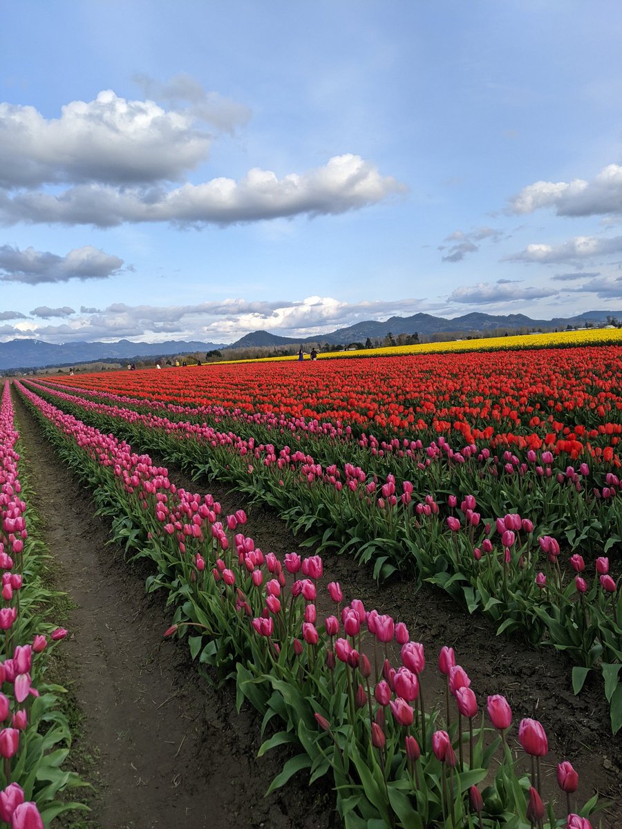 Daniela86888930's tweet photo. Tulip season https://t.co/ANoy3rt3nI