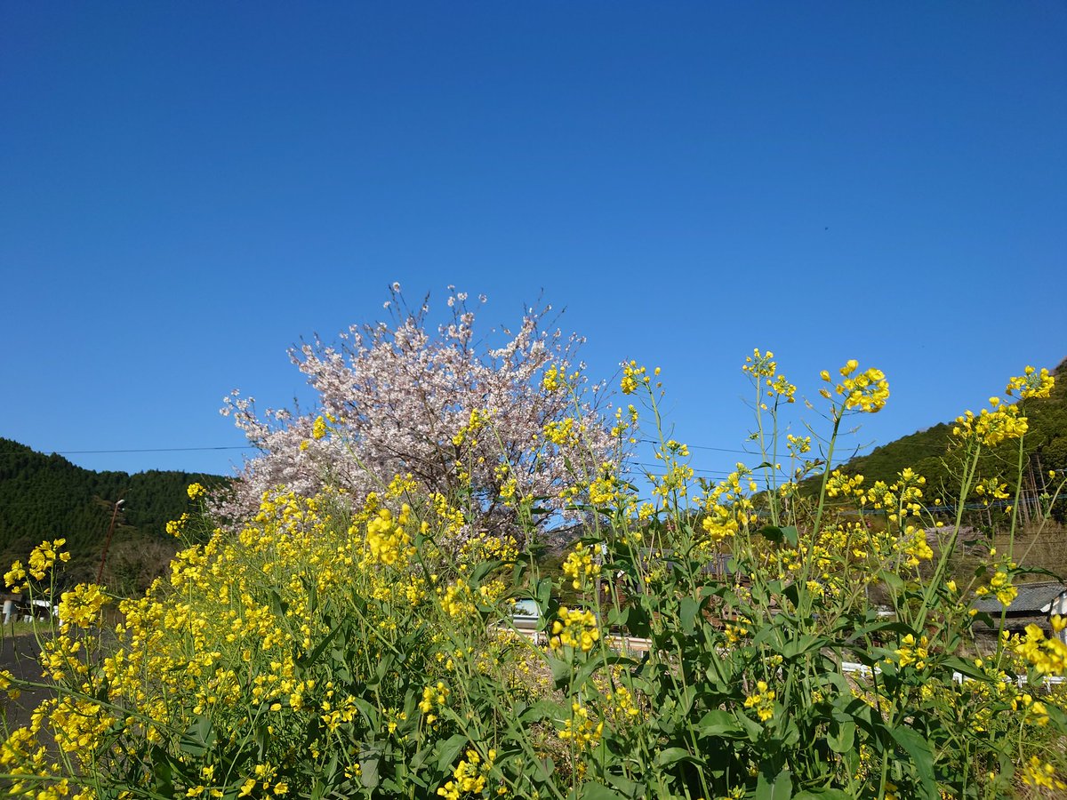entamegolf's tweet photo. おはようございます。
ブルースカイブルー！
大分県佐伯市快晴です☀
ゴルフ日和ですが‥‥
今日も頑張りましょう！
桜の花も、なんとか頑張ってくれてます😂

#企業公式が毎朝地元の天気を言いあう 
#企業公式春のフォロー祭り 
#企業公式つぶやき部 
#ゴルフ好き 
#頑張れタイガース https://t.co/V8VzQ92Nzh