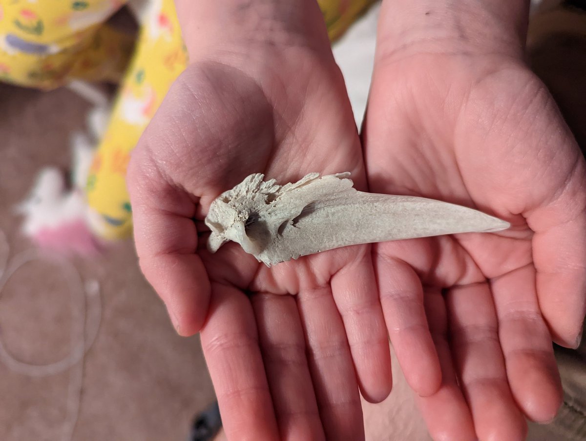 MLupa6's tweet photo. My daughter found this on the beach today in California. Just over 3 inches long, the whole thing. Any idea what it might be? #sciencequestions https://t.co/kdRr5elLqb