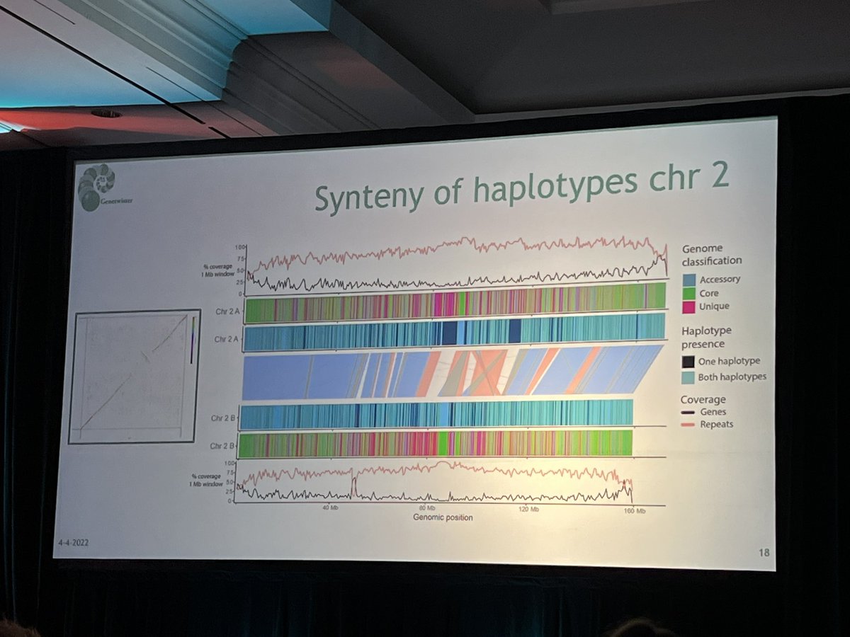 Kaylee__Mueller's tweet image. Happening now at #AGBTAG22: 
Bart Nijland @genetwister discusses #pangenomics (see suggested tools) and how highly contiguous, haplotype-aware genome 🧬 assemblies are more accessible than ever. @PacBio @PhaseGenomics