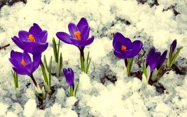 Ханш нээсэн өглөөний мэнд. Эх болсон зургаан зүйл хамаг амьтны тусын тулд🙏