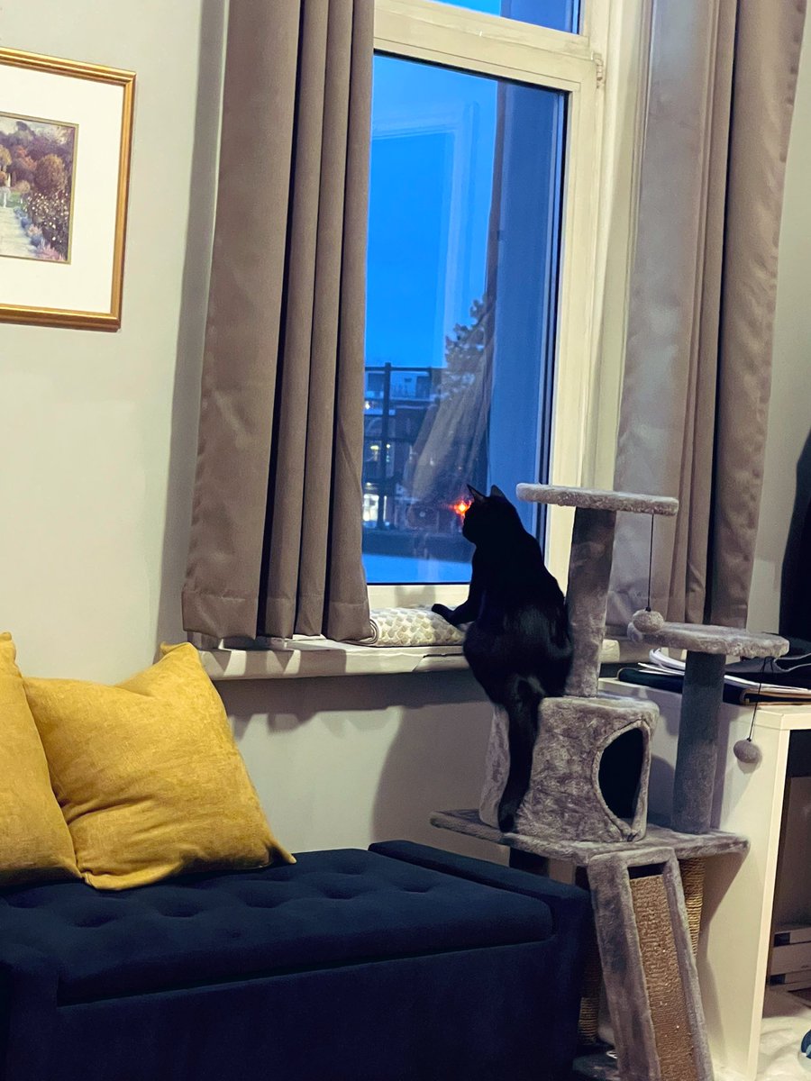 ElizabehExpress's tweet photo. Casual Cat 🐈‍⬛ https://t.co/xB92LaydWv