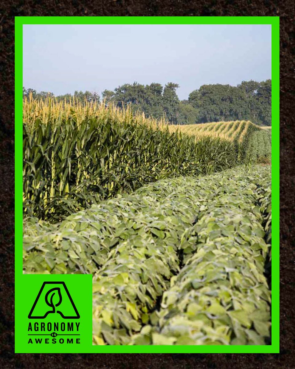 Asgrow_DEKALB's tweet image. Can you name three ways Nitrogen is lost in soil? We couldn’t before this article. #AgronomyIsAwesome #Agronomy #Plant22

dekalbasgrow.co/3LMPbNh