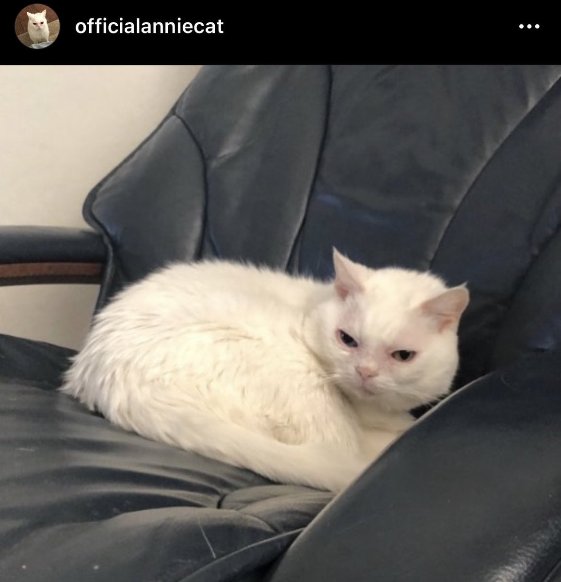 strflyer59's tweet photo. just found out annie the cat passed away 💔 https://t.co/05LjsO53X6