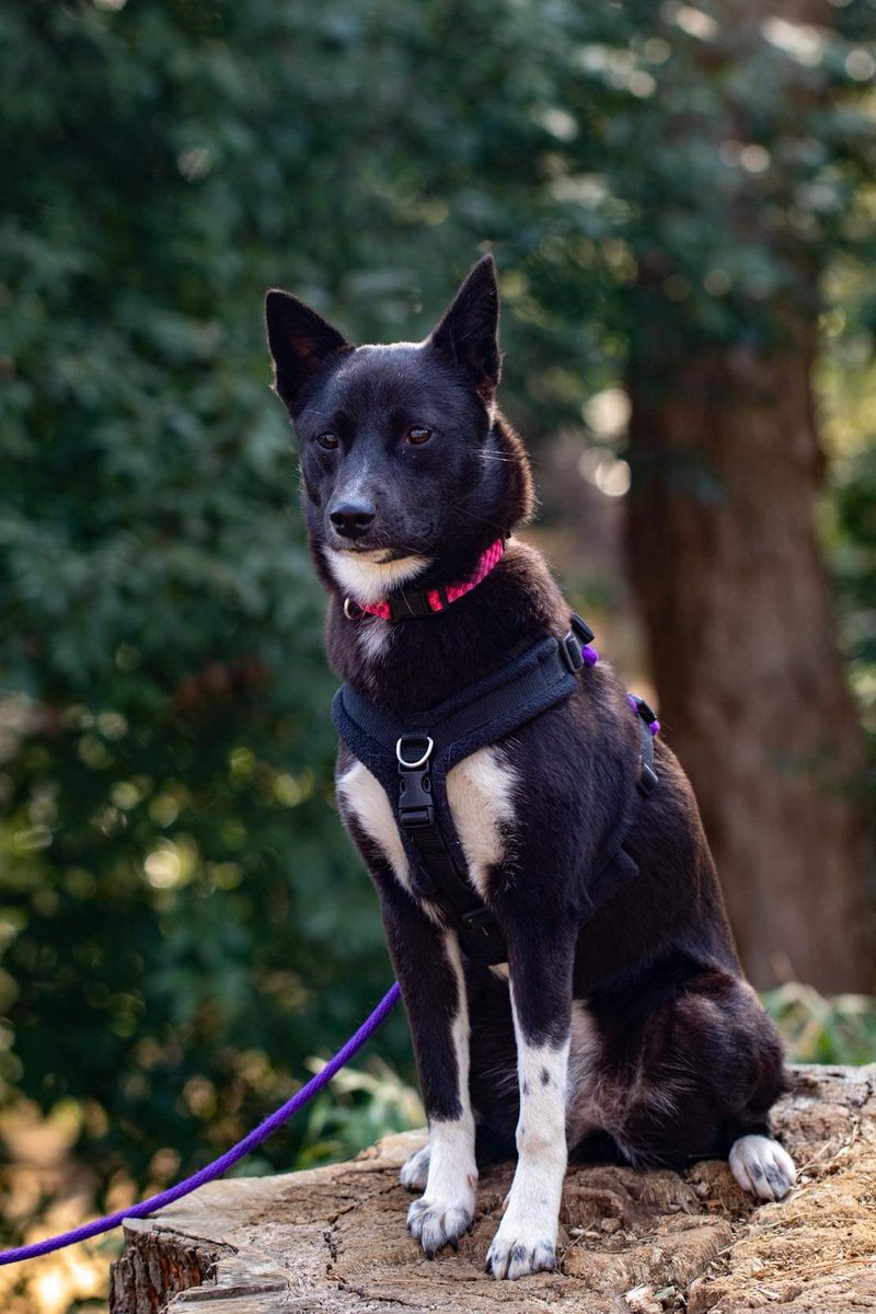 thespendypencil's tweet photo. @JonathanMaberry Amelia! Shiba-mix rescued in Tokushima and now living tu Tokyo vibe. https://t.co/55RUIFwnlw