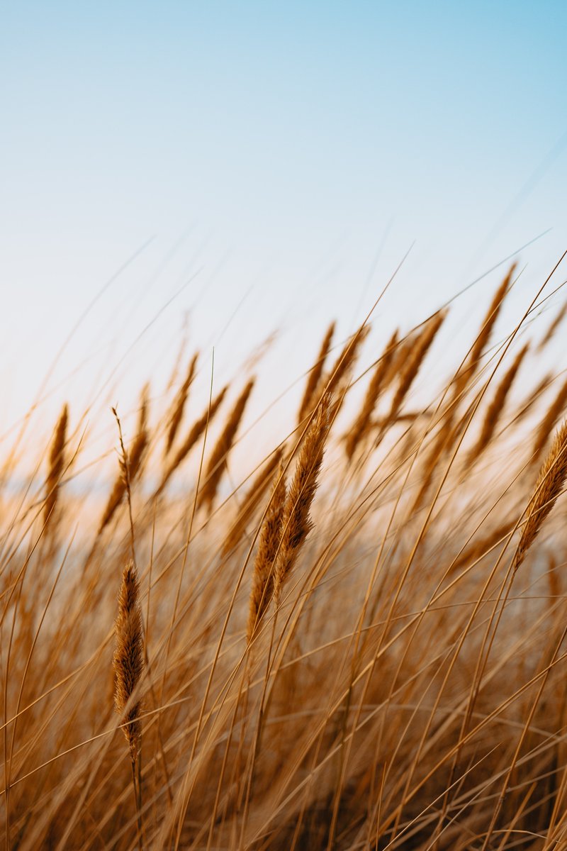 WindEverett's tweet photo. Wind Energy Fact ! #windenergy was first developed in 200 BC in Persia and China and was then used for hundreds of years to pump water and crush grain https://t.co/2Odp7rmBFz