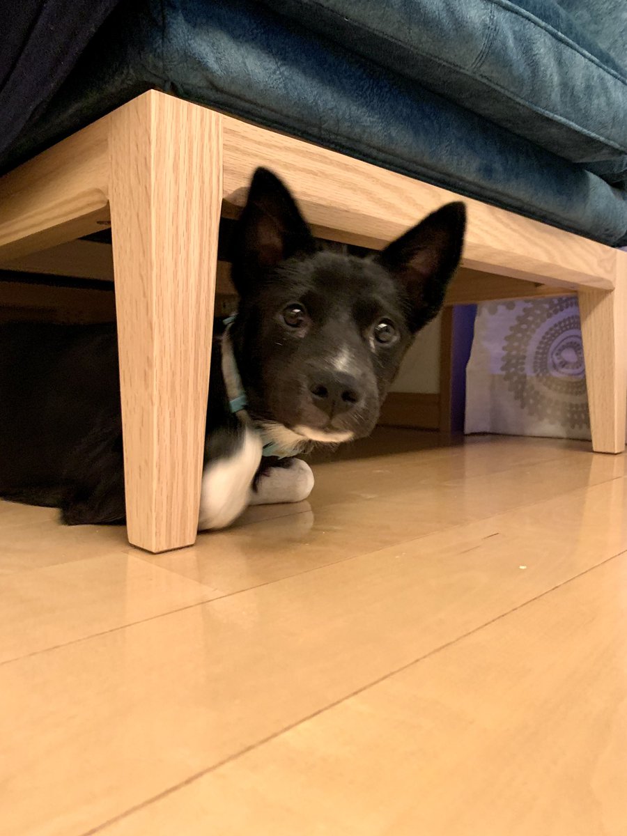 thespendypencil's tweet photo. @JonathanMaberry Amelia as a puppy https://t.co/5GdwVoCJPW