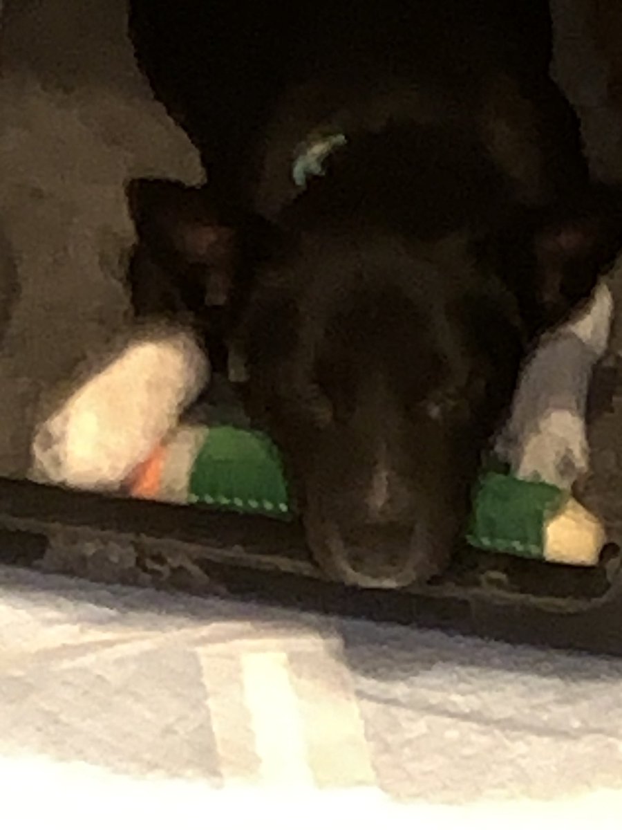 thespendypencil's tweet photo. @JonathanMaberry Amelia as a puppy https://t.co/5GdwVoCJPW