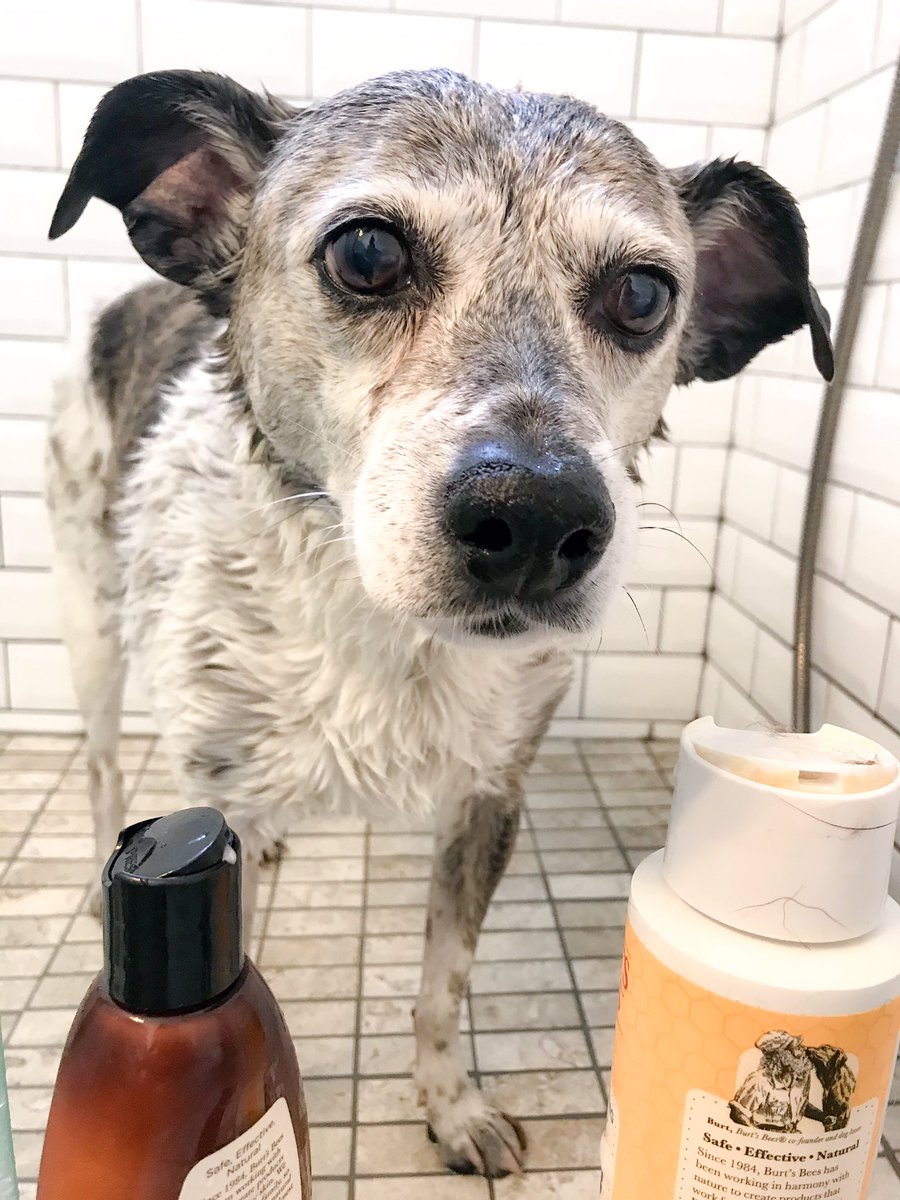 Bath time for Maggie! Do you groom your puppurr at home or take them to the groomers?? Let me know here: thepuppurr.com/polls

#Maggie #DogsofTwittter #dogs #dog #Shampoo #Animal #dogcontent #dogcommunity #pets #dogbath #bathtime #pet #petcommunity
