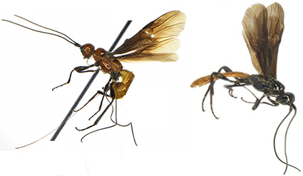Zootaxa's tweet image. A #newspecies of genus Atanycolus Foerster, 1863 (#Hymenoptera: #Braconidae: #Braconinae) from #India
mapress.com/zt/issue/view/…
#Taxonomy