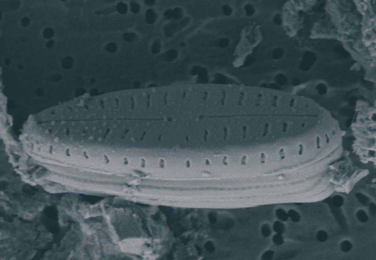 Gomphosphenia vallei (#Bacillariophyta), a new #diatom species from a stream in the “Réserve Naturelle Nationale de la Vallée de Chaudefour”, Massif Central (#France) mapress.com/pt/article/vie…