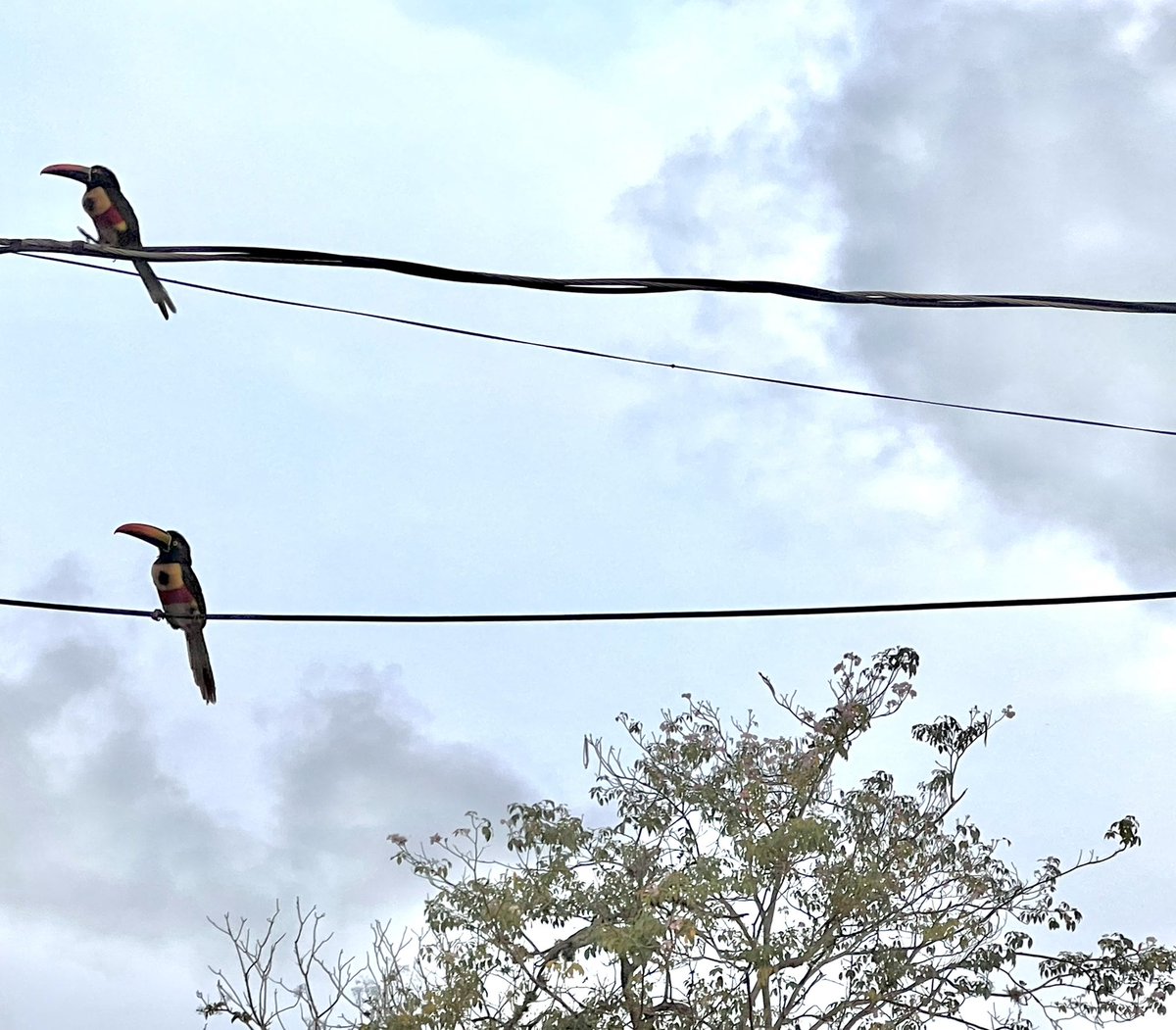 Sara Duck tweet media