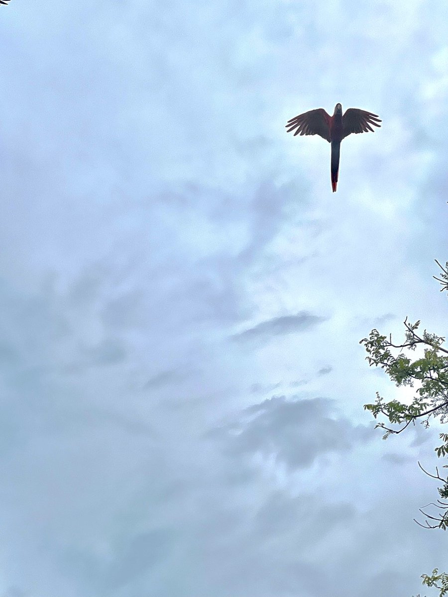 Epic animal sightings today in Costa Rica! Toucans, baby sloth and a scarlet coloured macaw. ❤️