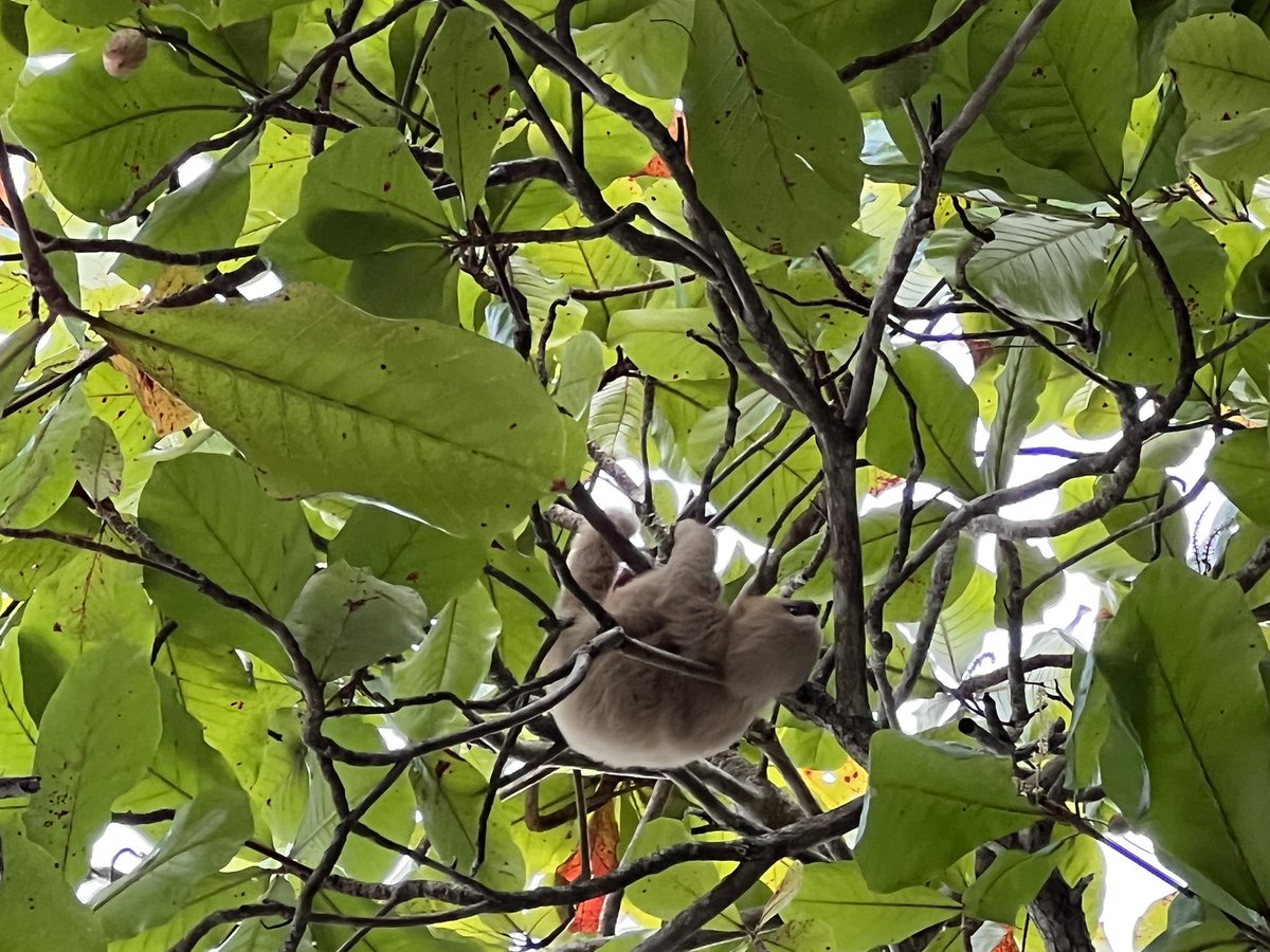 Sara Duck tweet media