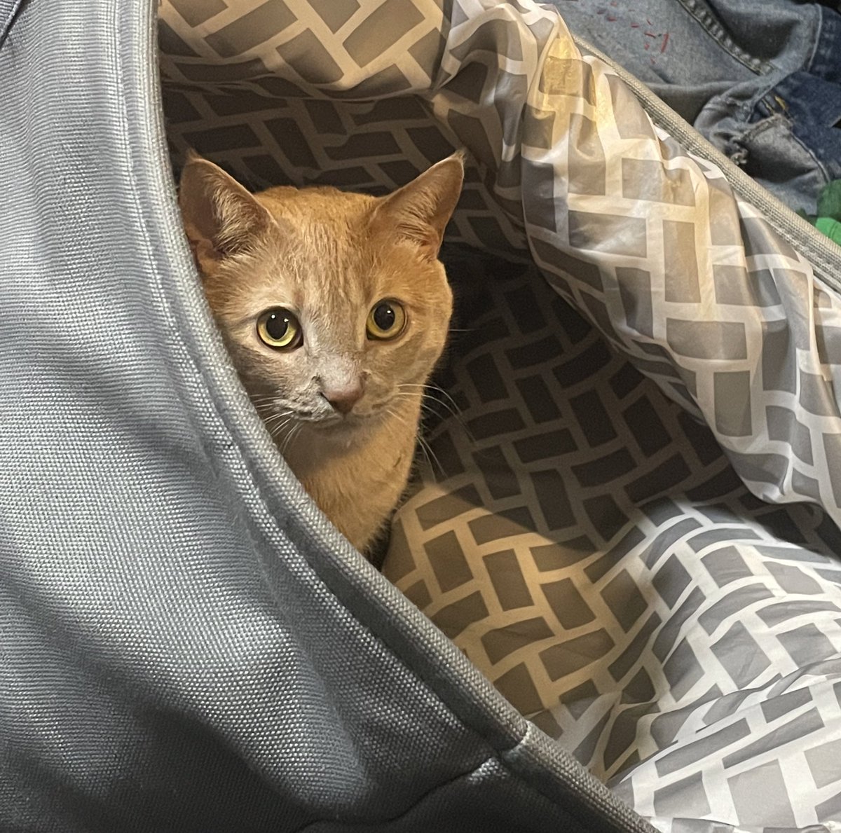 what? are you trying to do laundry? 
#cat #cats #CatsofTwittter